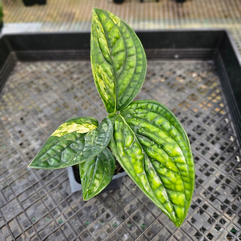 Monstera Peru 