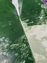 Load image into Gallery viewer, Burle Marx, Exact Plant, variegated Philodendron

