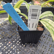 Load image into Gallery viewer, Anthurium Vittarifolium , Exact Plant Variegated Ships Nationwide

