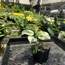 Load image into Gallery viewer, Epipremnum Pinnatum Marble, Exact Plant Variegated Ships Nationwide
