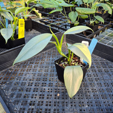 Load image into Gallery viewer, Philodendron Hastatum Silver Sword, Exact Plant Variegated Ships Nationwide

