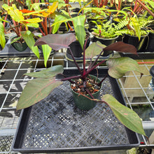 Load image into Gallery viewer, Philodendron Orange Princess, Exact Plant Variegated Ships Nationwide

