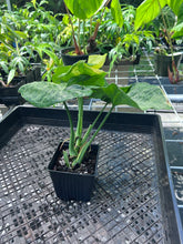 Load image into Gallery viewer, Syngonium Mango Allusion, Orm Thong, Exact Plant Variegated Ships Nationwide
