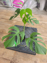 Load image into Gallery viewer, Monstera Sierrana Hawaii Clone, Exact Plant Ships Nationwide
