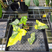 Load image into Gallery viewer, Philodendron Angela Aurea variegated, Exact Plant
