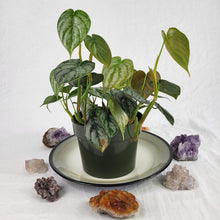 Load image into Gallery viewer, Philodendron Brandtianum, Exact Plant multi pot of 8 Ships Nationwide
