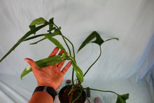 Load image into Gallery viewer, Philodendron Holtonianum, exact plant, ships nationwide
