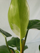 Load image into Gallery viewer, Philodendron White Princess, Exact Plant Variegated
