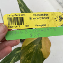Load image into Gallery viewer, Philodendron Strawberry Shake Variegated exact plant, Fedex 2day*
