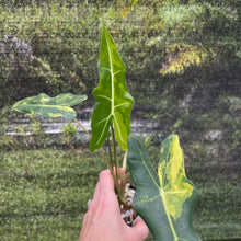 Load image into Gallery viewer, Alocasia Sarian aurea variegated 2.5" pot, Fedex 2day*
