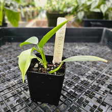 Load image into Gallery viewer, Philodendron Hastatum Silver Sword, Exact Plant Variegated Ships Nationwide
