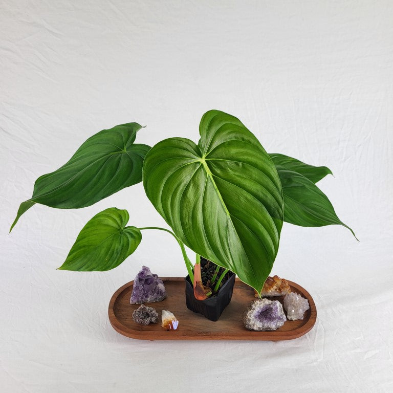 Philodendron Pastazanum 4