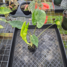 Load image into Gallery viewer, Alocasia Macrorrhiza Schock Treatment, Exact Plant Variegated Ships Nationwide
