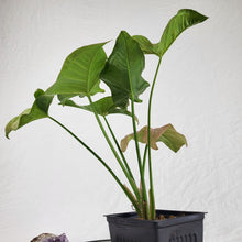 Load image into Gallery viewer, Syngonium Pink Spot, Exact Plant Variegated Ships Nationwide
