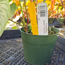 Load image into Gallery viewer, Philodendron Sodiroi True Form, Exact Plant Ships Nationwide
