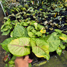 Load image into Gallery viewer, Syngonium Mango Allusion, Orm Thong Variegated 4" pot, Fedex 2day*
