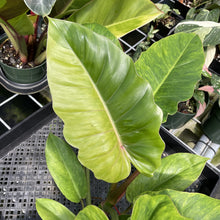 Load image into Gallery viewer, Philodendron Jungle Fever Mint Variegated exact plant, Fedex 2day
