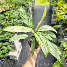 Load image into Gallery viewer, Aglaonema Ice Queen, Silver Queen, Exact Plant Variegated Ships Nationwide
