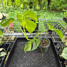 Load image into Gallery viewer, Monstera Borsigiana Aurea, Exact Plant Variegated Ships Nationwide
