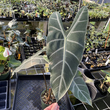 Load image into Gallery viewer, Alocasia Longiloba, Denudata exact plant, Fedex 2day
