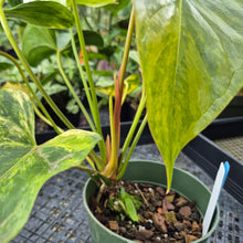 Load image into Gallery viewer, Anthurium Andraeanum White Heart, Exact Plant Variegated Ships Nationwide
