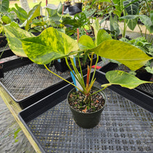 Load image into Gallery viewer, Anthurium Andraeanum White Heart, Exact Plant Variegated Ships Nationwide
