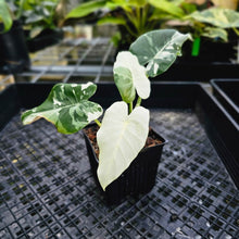 Load image into Gallery viewer, Alocasia Odora, Okinawa Silver, Exact Plant Variegated
