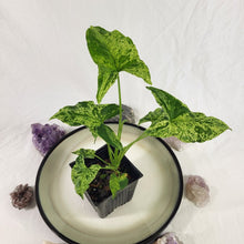 Load image into Gallery viewer, Syngonium Mojito, Exact Plant Variegated Ships Nationwide
