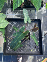 Load image into Gallery viewer, Philodendron Atabapoense Dark Form, Exact Plant Ships Nationwide
