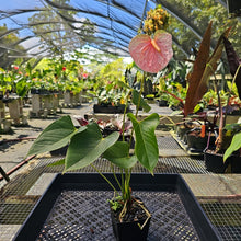 Load image into Gallery viewer, Anthurium Speckled Butterfly Shibori AFF, Exact Plant Variegated
