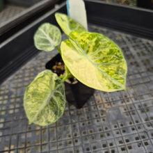 Load image into Gallery viewer, Alocasia Ninja, Exact Plant Variegated Ships Nationwide
