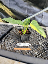 Load image into Gallery viewer, Philodendron Bipennifolium, Exact Plant Variegated Ships Nationwide
