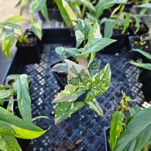 Load image into Gallery viewer, Syngonium Red Spot Tricolor, Exact Plant Variegated Ships Nationwide
