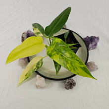 Load image into Gallery viewer, Philodendron Domesticum, Exact Plant Variegated Ships Nationwide
