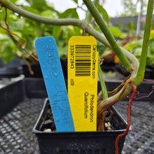 Load image into Gallery viewer, Philodendron Quercifolium, Exact Plant Ships Nationwide
