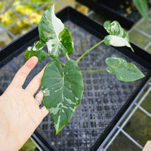 Load image into Gallery viewer, Alocasia Odora, Okinawa Silver, Exact Plant Variegated
