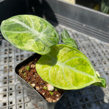 Load image into Gallery viewer, Alocasia Ninja Tricolor Black Velvet, Exact Plant Variegated Ships Nationwide
