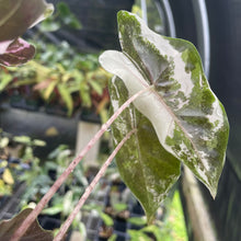 Load image into Gallery viewer, Alocasia Psuedosanderiana pink Variegated 2.5" pot, Fedex 2day*
