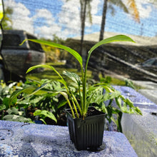 Load image into Gallery viewer, Epipremnum Amplissimum, Exact Plant Variegated Ships Nationwide
