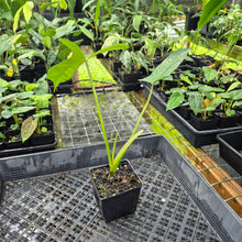 Load image into Gallery viewer, Philodendron Longilobatum Lelano Miyano, Exact Plant Ships Nationwide
