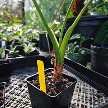 Load image into Gallery viewer, Alocasia Gageana Aurea, Exact Plant Variegated
