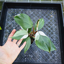 Load image into Gallery viewer, Philodendron White Knight, Exact Plant Variegated
