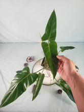 Load image into Gallery viewer, Bernadopazii, exact plant, Philodendron, ships nationwide
