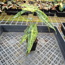 Load image into Gallery viewer, Alocasia Polly Aurea variegated exact plant, Fedex 2day*
