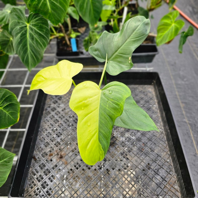 Philodendron Bipennifolium, Exact Plant Variegated Ships Nationwide