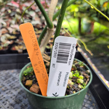 Load image into Gallery viewer, Philodendron Holtonianum exact plant, Fedex 2day*
