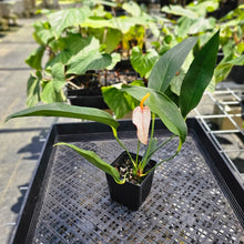 Load image into Gallery viewer, Anthurium Sherzerianum &quot;Pig Tail&quot;, Exact Plant Speckled Ships Nationwide

