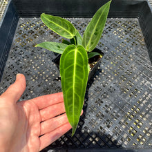Load image into Gallery viewer, Anthurium Warocqueanum, Queen, Exact Plant Ships Nationwide
