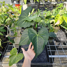 Load image into Gallery viewer, Anthurium Macrolobium, Exact Plant Multi nodes Ships Nationwide
