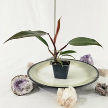 Load image into Gallery viewer, Philodendron Orange Princess, Exact Plant Variegated Ships Nationwide
